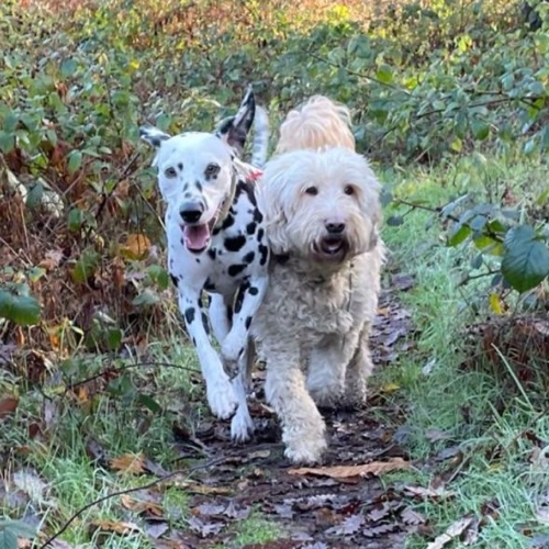 Dogs walking side by side