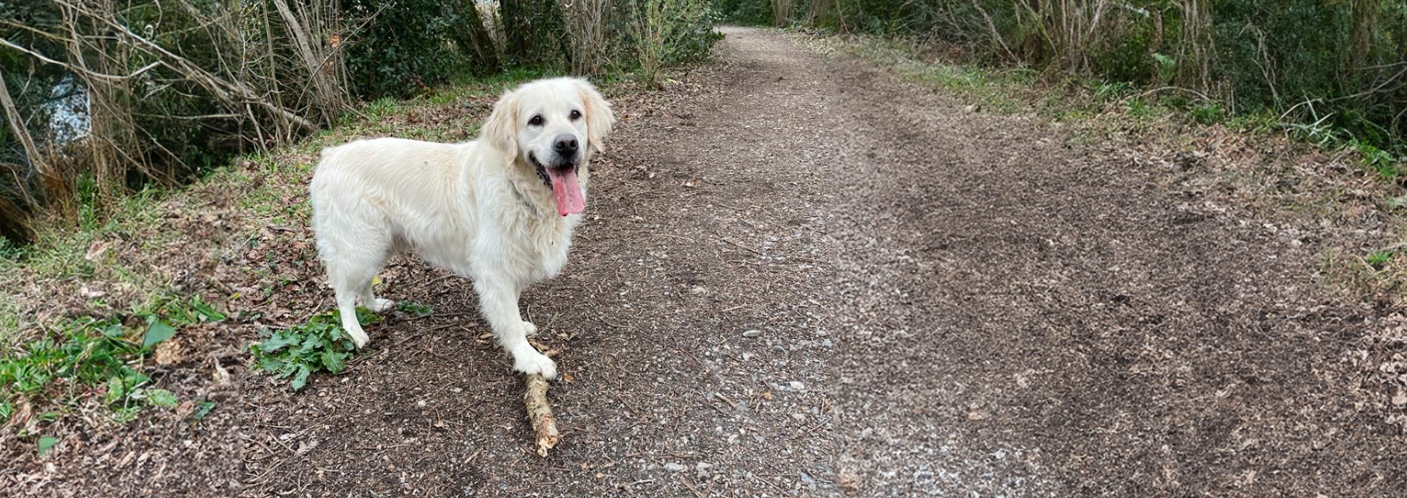 Great exercise dog walks