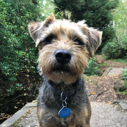 Handsome dog on a Woodys dog walking walk