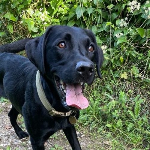 Happy dog on a Woodys Dog Walking walk