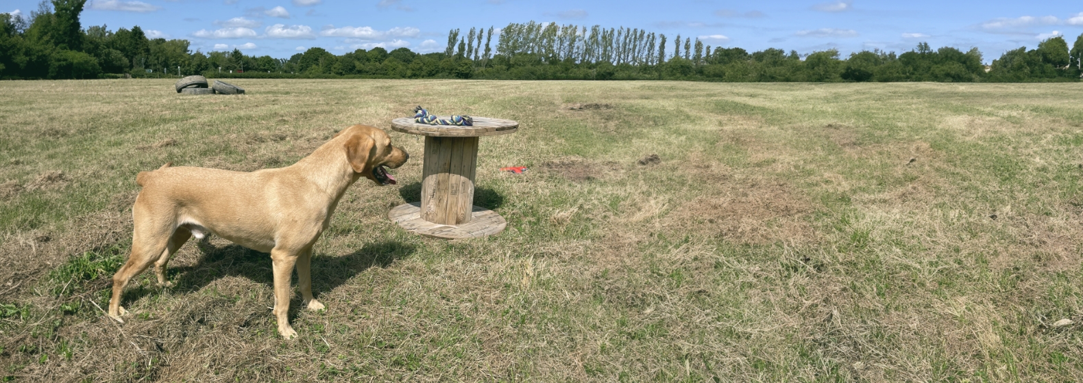 Woody's Dog Walking's private 6-acre enrichment paddock