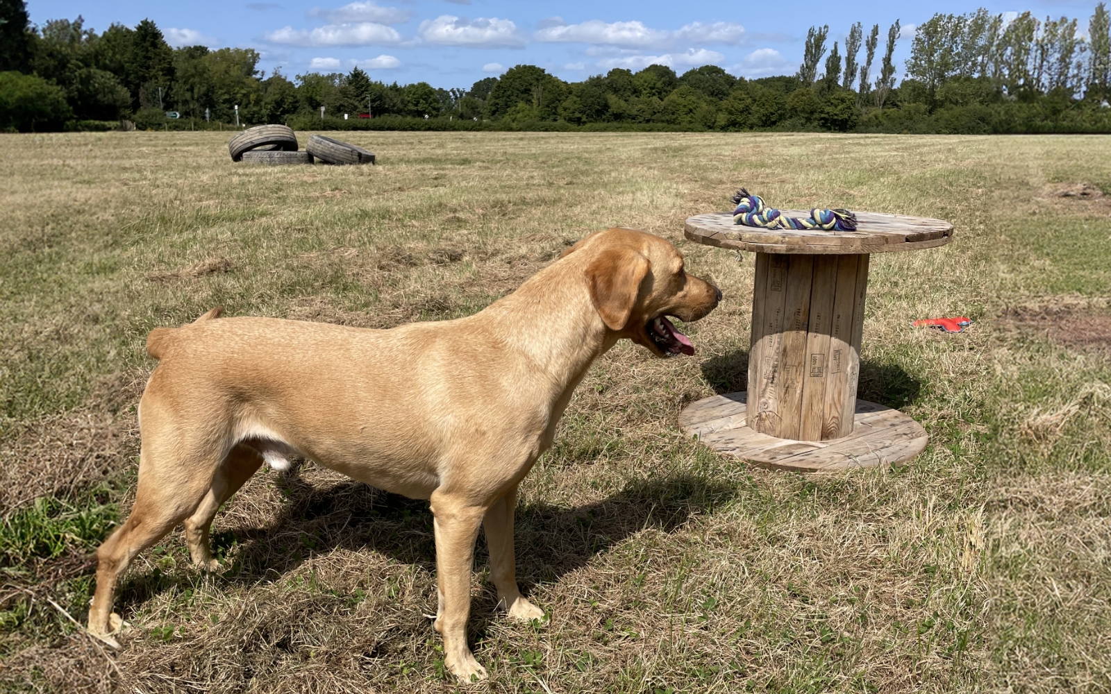 Woody's Dog Walking Enrichment Paddock