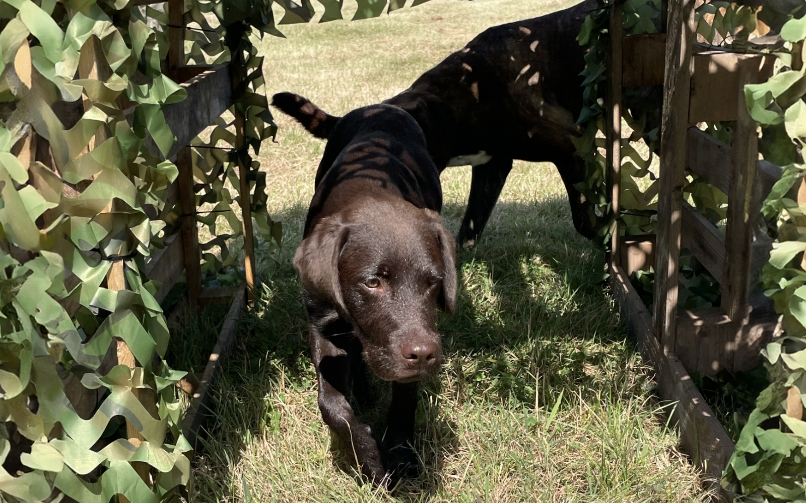 Woody's Dog Walking Enrichment Paddock