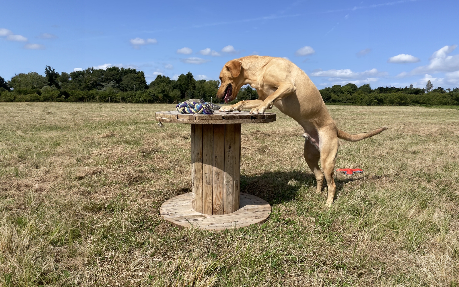 Woody's Dog Walking Enrichment Paddock