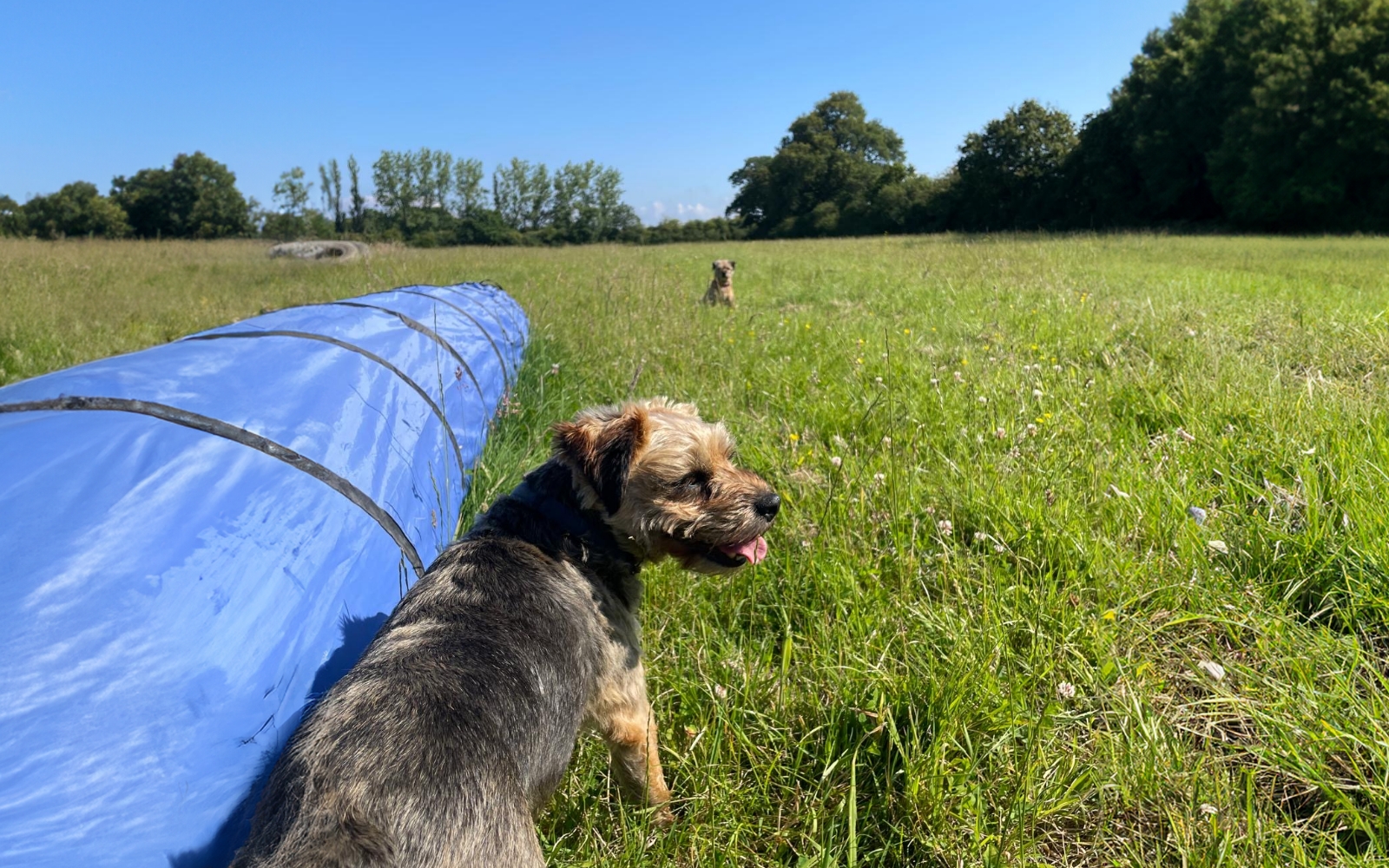 Woody's Dog Walking Enrichment Paddock