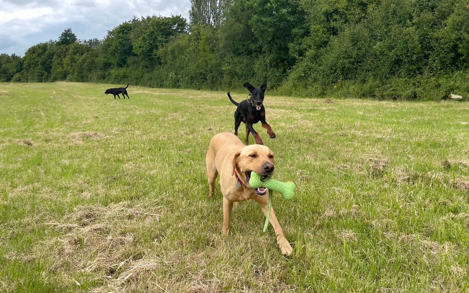 Woody's Dog Walking Enrichment Paddock