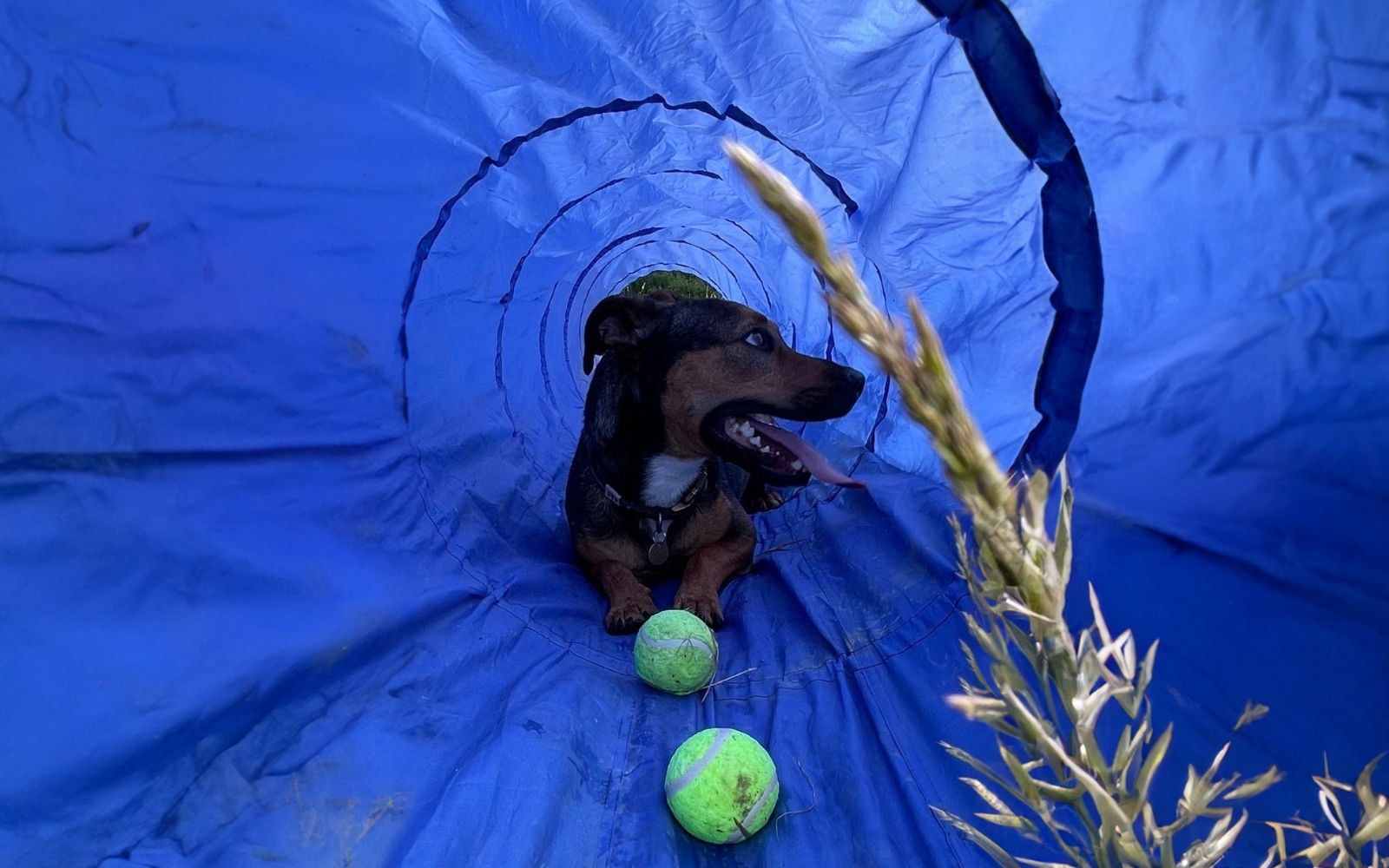 Woody's Dog Walking Enrichment Paddock