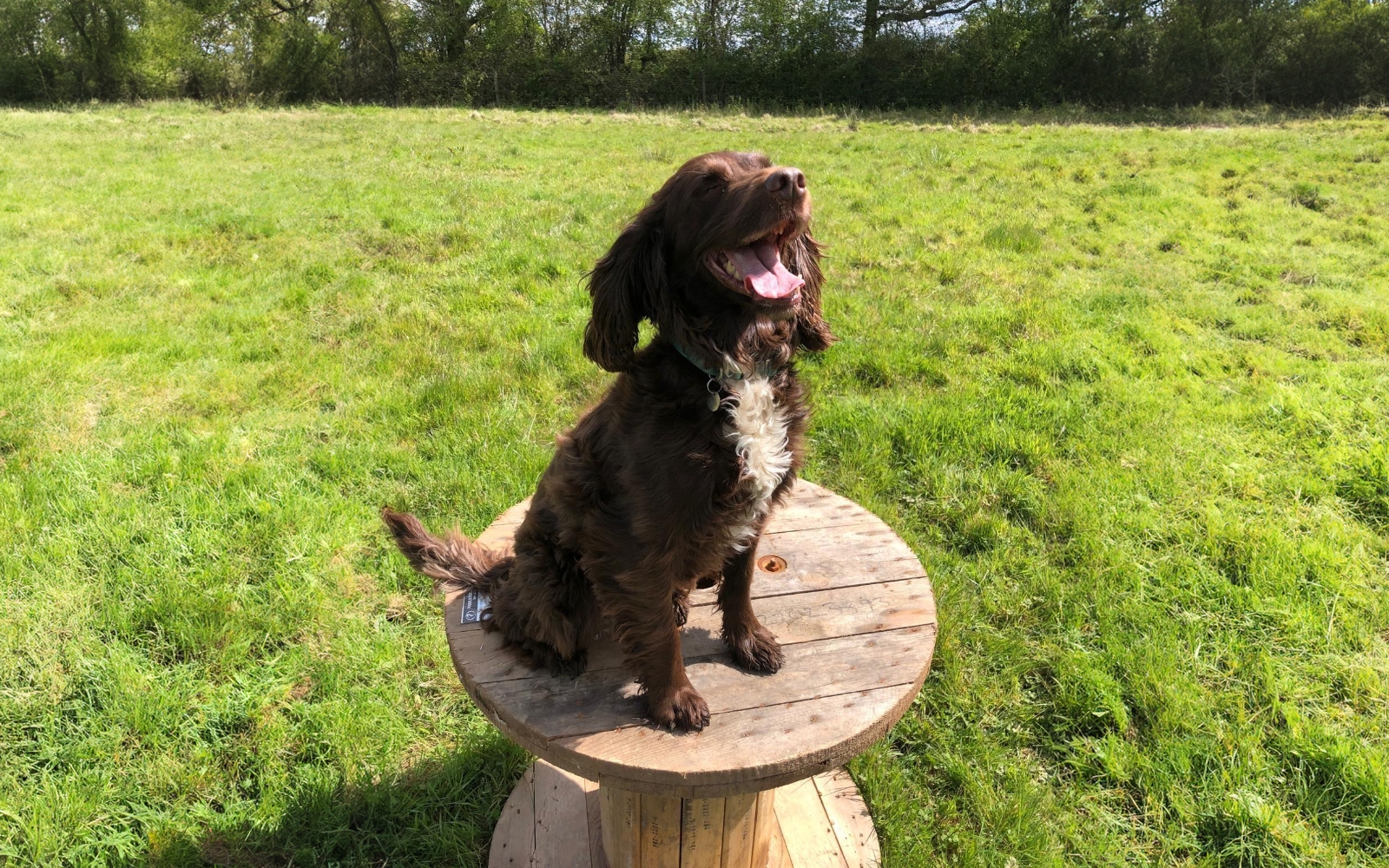 Woody's Dog Walking Enrichment Paddock