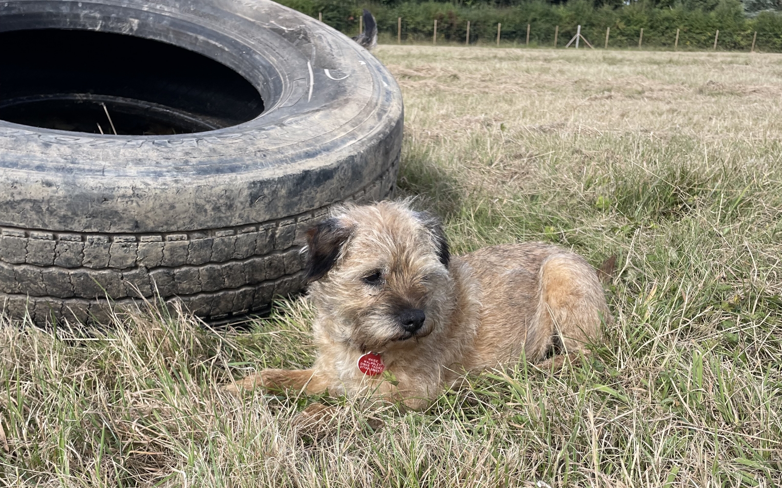 Woody's Dog Walking Enrichment Paddock