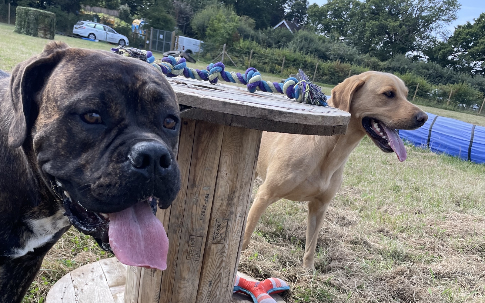 Woody's Dog Walking Enrichment Paddock