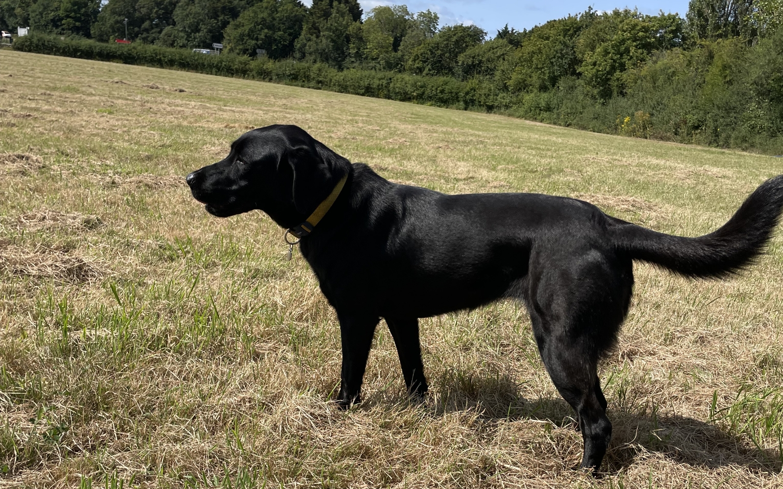 Woody's Dog Walking Enrichment Paddock